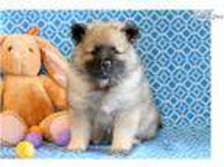 Keeshond Puppy for sale in Lancaster, PA, USA