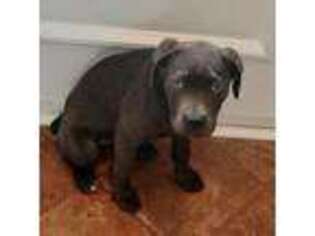 Cane Corso Puppy for sale in Chesapeake, VA, USA