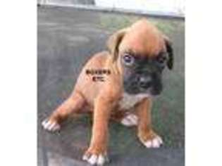 Boxer Puppy for sale in Nicholls, GA, USA