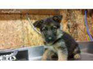 German Shepherd Dog Puppy for sale in Strongsville, OH, USA