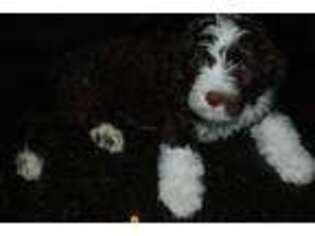 Portuguese Water Dog Puppy for sale in Park City, UT, USA