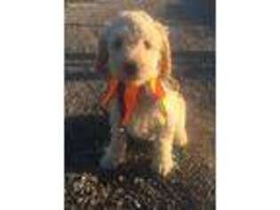 Goldendoodle Puppy for sale in Otis Orchards, WA, USA