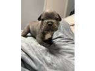French Bulldog Puppy for sale in Chester, NY, USA