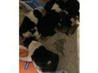 Border Collie Puppy for sale in Jackson, NJ, USA