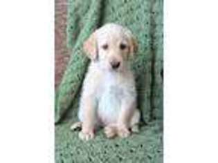 Labradoodle Puppy for sale in Mason City, IA, USA