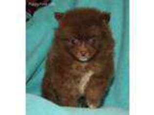 Pomeranian Puppy for sale in Salem, OR, USA