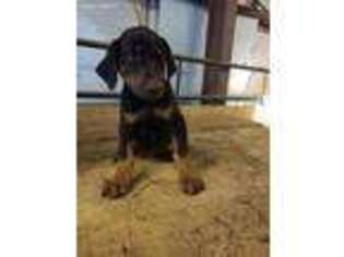 Doberman Pinscher Puppy for sale in Waynesville, NC, USA