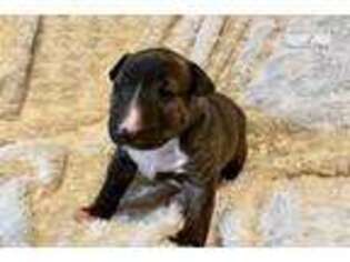 Bull Terrier Puppy for sale in Midland, TX, USA