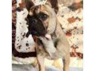 French Bulldog Puppy for sale in Elgin, AZ, USA