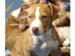 American Staffordshire Terrier Puppy for sale in Buffalo Lake, MN, USA
