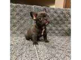 French Bulldog Puppy for sale in Madison, MO, USA