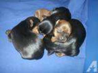 Yorkshire Terrier Puppy for sale in MORGAN HILL, CA, USA