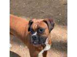 Boxer Puppy for sale in Greenville, SC, USA