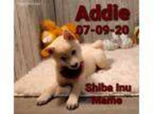 Shiba Inu Puppy for sale in Barnett, MO, USA