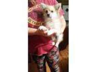 Pomeranian Puppy for sale in Coldwater, MI, USA