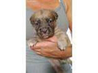 Black Mouth Cur Puppy for sale in Dunnellon, FL, USA