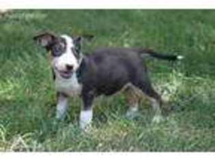 Bull Terrier Puppy for sale in Wheaton, MO, USA