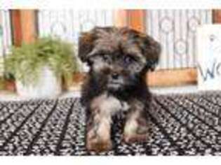 Shorkie Tzu Puppy for sale in Naples, FL, USA