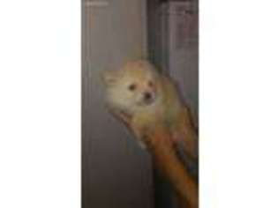 Pomeranian Puppy for sale in Eastman, GA, USA