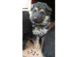 German Shepherd Dog Puppy for sale in Auxvasse, MO, USA
