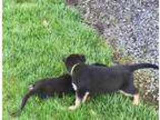 German Shepherd Dog Puppy for sale in Newberg, OR, USA