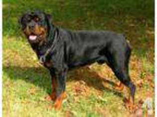 Rottweiler Puppy for sale in WINCHESTER, OH, USA