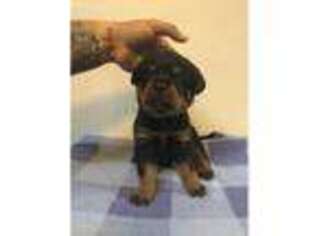 Rottweiler Puppy for sale in Las Cruces, NM, USA
