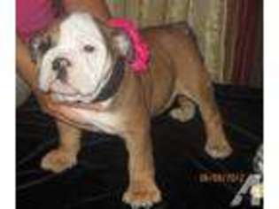Bulldog Puppy for sale in MOUNT PLEASANT, TX, USA