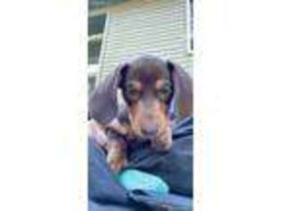 Dachshund Puppy for sale in Nottingham, NH, USA