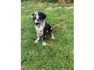 Great Dane Puppy for sale in Clover, SC, USA