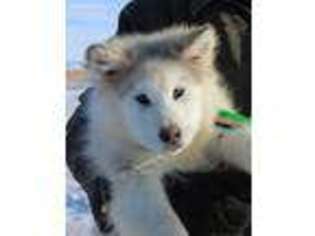 Alaskan Malamute Puppy for sale in Casper, WY, USA