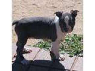 Boston Terrier Puppy for sale in Calhan, CO, USA