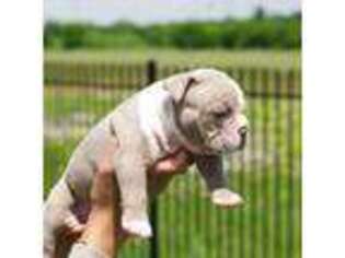 Olde English Bulldogge Puppy for sale in Pflugerville, TX, USA