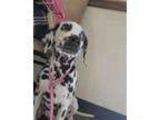 Dalmatian Puppy for sale in San Antonio, TX, USA