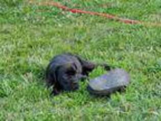 Cane Corso Puppy for sale in Sandston, VA, USA