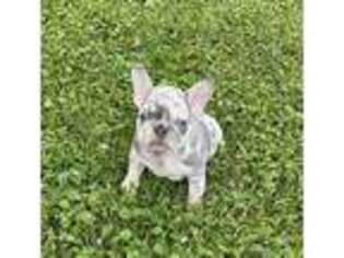 French Bulldog Puppy for sale in Walhonding, OH, USA