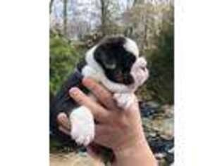 Bulldog Puppy for sale in Gales Ferry, CT, USA