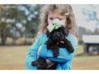 Medium Photo #1 Yorkshire Terrier Puppy For Sale in Cullman, AL, USA