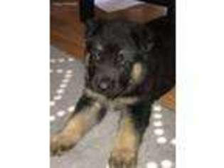 German Shepherd Dog Puppy for sale in Salem, OR, USA