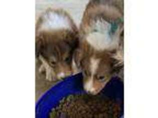 Collie Puppy for sale in Downey, CA, USA