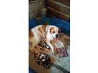 Saint Bernard Puppy for sale in Plattsburgh, NY, USA
