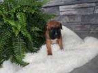 Boxer Puppy for sale in Montgomery, IN, USA