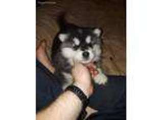 Alaskan Malamute Puppy for sale in Dowagiac, MI, USA