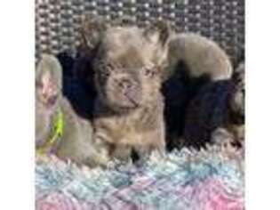 French Bulldog Puppy for sale in Southaven, MS, USA