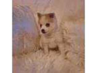 Alaskan Klee Kai Puppy for sale in Huntingdon, PA, USA