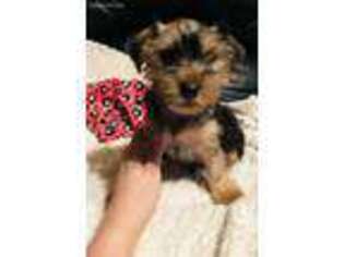 Yorkshire Terrier Puppy for sale in Bluefield, WV, USA