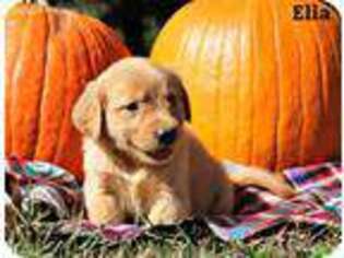 Golden Retriever Puppy for sale in Bowling Green, KY, USA