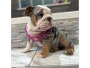 Bulldog Puppy for sale in Jemison, AL, USA