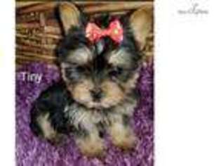 Yorkshire Terrier Puppy for sale in Fairbanks, AK, USA