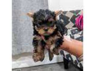 Yorkshire Terrier Puppy for sale in Lindsay, CA, USA